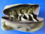 U.S. ARMY AIR CORPS TYPE A-5 CARTRIDGE POUCH-MINT